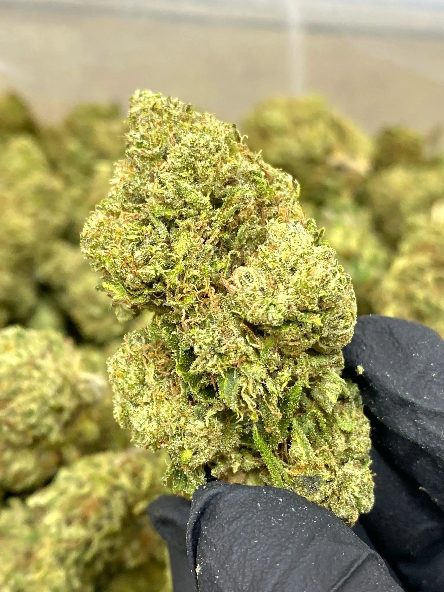Lemon Kush THCA Frisco Labs