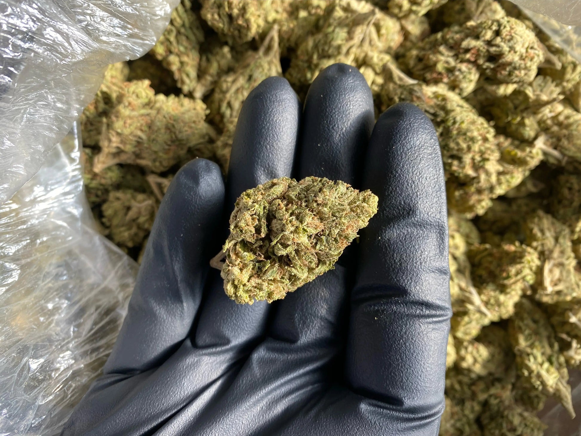 Tuscon Gelato THCA - Frisco Labs