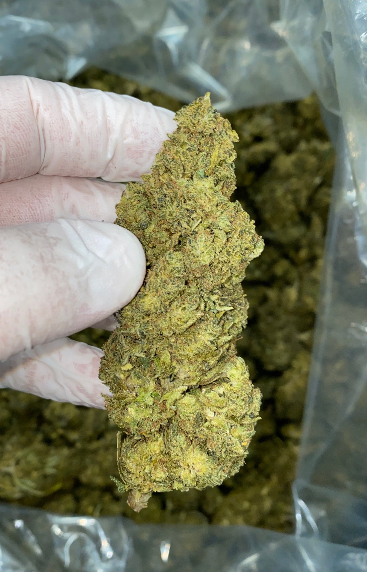 cbd hemp flower $99 a Pound, cbd lb for sale, cbd wholesale, cbd organic wholesale, cbd indoor wholesale
